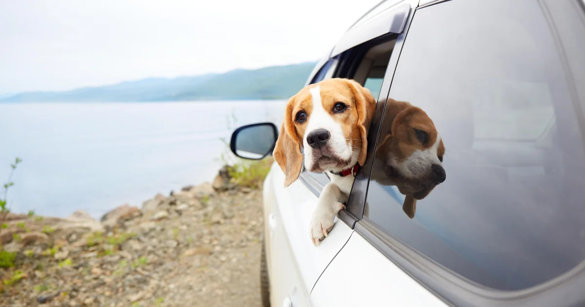 WA-verzekering hond